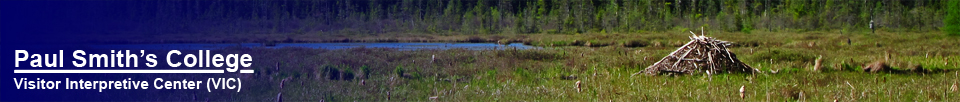 Paul Smiths VIC -- Adirondack Birding Center Bird Walk | Active Beaver Dam on Heron Marsh -- 16 May 2012